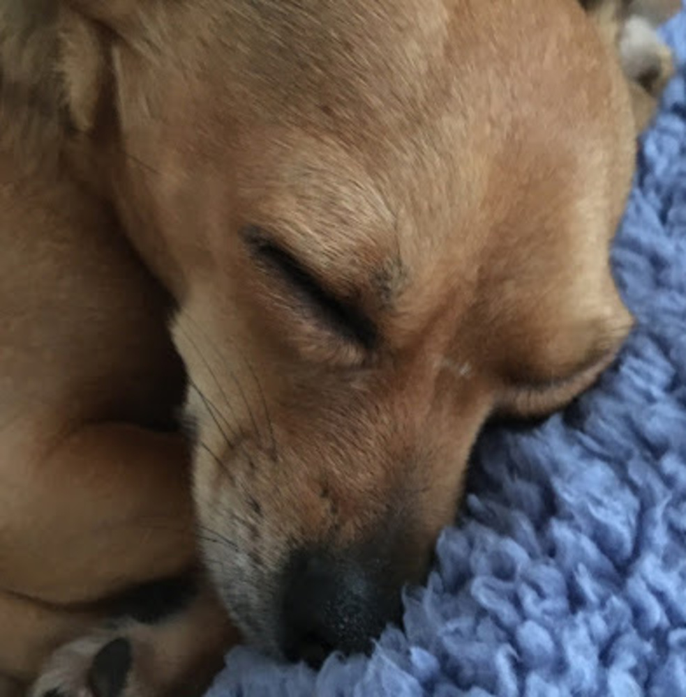 Meet your Posher, Tessa
